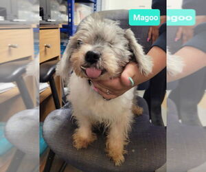 Shih Tzu-Unknown Mix Dogs for adoption in Richmond, IN, USA