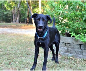 Labrador Retriever-Unknown Mix Dogs for adoption in Chester, CT, USA