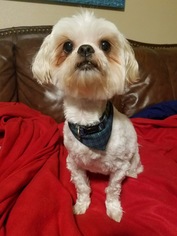 Shih Tzu Dogs for adoption in Longview, TX, USA