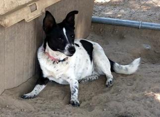 Jack Russell Terrier-Unknown Mix Dogs for adoption in Lemoore, CA, USA
