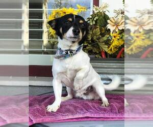 Mutt Dogs for adoption in Los Banos, CA, USA