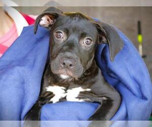 American Staffordshire Terrier-Unknown Mix Dogs for adoption in Tallahassee, FL, USA