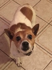 Jack Russell Terrier Dogs for adoption in Tonawanda, NY, USA