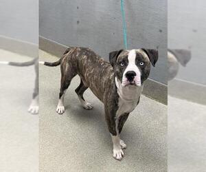 Mutt Dogs for adoption in Las Vegas, NV, USA