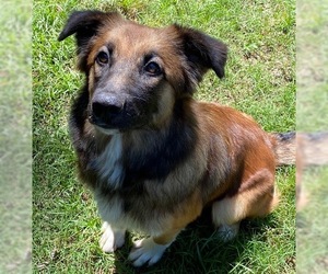 Collie Dogs for adoption in Little Rock, AR, USA