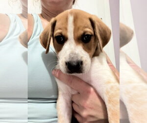 Australian Shepherd-Coonhound Mix Dogs for adoption in Parker Ford, PA, USA