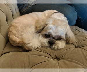 Shih Tzu Dogs for adoption in COLUMBIA, MD, USA
