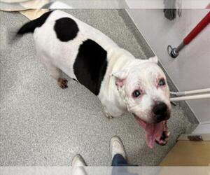 Mutt Dogs for adoption in Fort Collins, CO, USA