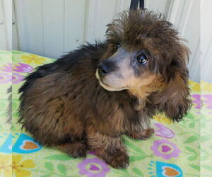 Poodle (Toy) Dogs for adoption in Mountain View, MO, USA