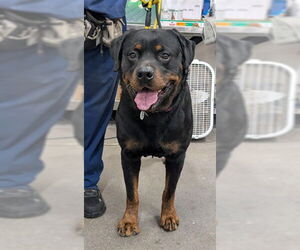 Rottweiler Dogs for adoption in Forestville, MD, USA
