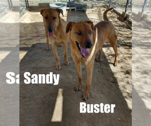 Labrador Retriever-Unknown Mix Dogs for adoption in Apple Valley, CA, USA