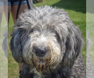 Mutt Dogs for adoption in Huntley, IL, USA