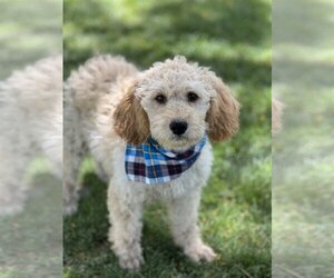 Poodle (Standard)-Unknown Mix Dogs for adoption in Phoenix, AZ, USA