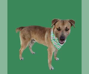 Labrador Retriever-Unknown Mix Dogs for adoption in Bakersfield, CA, USA