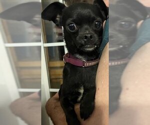 Chihuahua Dogs for adoption in Woodbridge , NJ, USA