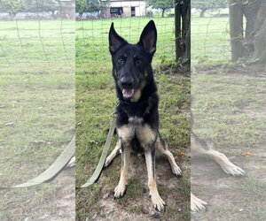 German Shepherd Dog-Unknown Mix Dogs for adoption in Spring Lake, NJ, USA