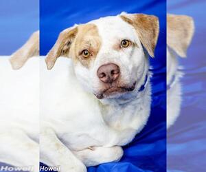 Retriever -Unknown Mix Dogs for adoption in Tupelo, MS, USA