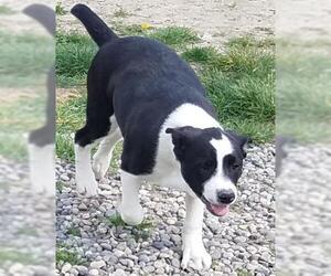 Border Collie-Unknown Mix Dogs for adoption in Benton City, WA, USA