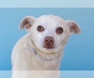 Chihuahua Dogs for adoption in Pasadena, CA, USA
