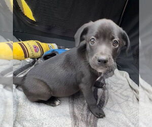 Labrador Retriever-Unknown Mix Dogs for adoption in Tarrytown, GA, USA