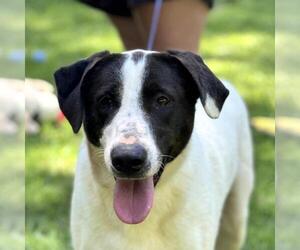 Lab-Pointer Dogs for adoption in Yardley, PA, USA