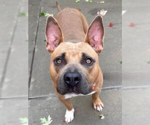 American Pit Bull Terrier-Unknown Mix Dogs for adoption in Tulsa, OK, USA