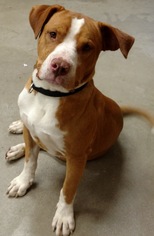 Medium Photo #1 American Pit Bull Terrier Puppy For Sale in Dahlgren, VA, USA