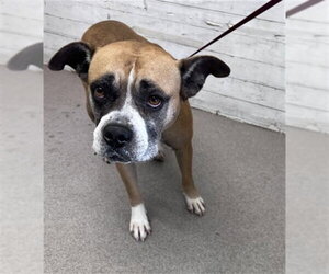 Boxer-Unknown Mix Dogs for adoption in San Bernardino, CA, USA