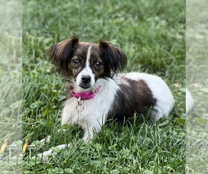Papillon-Unknown Mix Dogs for adoption in Mundelein, IL, USA