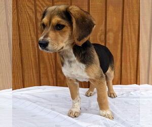 Beagle-Unknown Mix Dogs for adoption in Mt. Laurel, NJ, USA