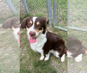 Border Collie Dogs for adoption in Glen Allen, VA, USA