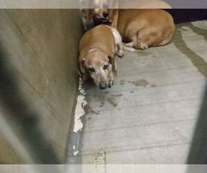 Dachshund-Unknown Mix Dogs for adoption in Oroville, CA, USA