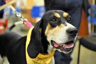 Treeing Walker Coonhound Dogs for adoption in Fayette, MO, USA