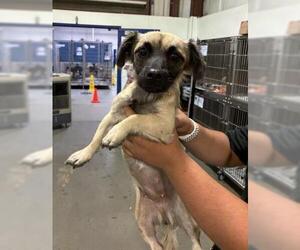 Chihuahua Dogs for adoption in Bakersfield, CA, USA