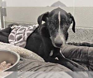 Labrador Retriever-Unknown Mix Dogs for adoption in Houston, TX, USA