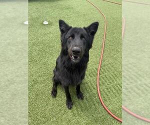 German Shepherd Dog-Unknown Mix Dogs for adoption in Fayetteville, NC, USA