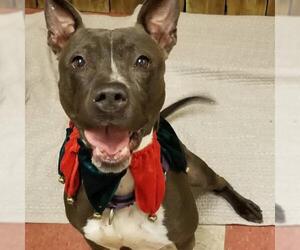 American Pit Bull Terrier-Unknown Mix Dogs for adoption in Sewaren, NJ, USA