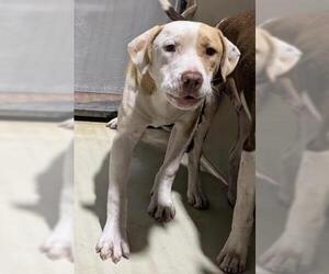 American Pit Bull Terrier Dogs for adoption in Bakersfield, CA, USA