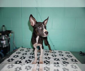 American Pit Bull Terrier-Unknown Mix Dogs for adoption in Ocala, FL, USA