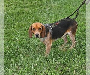 Beagle Dogs for adoption in Fenton, MO, USA