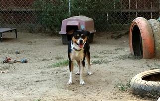 Beagle-Border Collie Mix Dogs for adoption in Lemoore, CA, USA