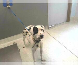 Dalmatian-Unknown Mix Dogs for adoption in Tallahassee, FL, USA