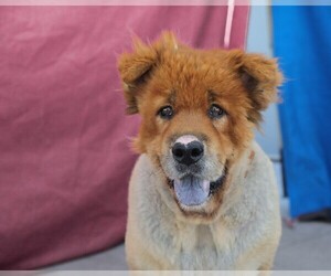 Medium Photo #1 Chow Chow Puppy For Sale in Pasadena, CA, USA