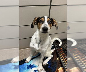 Treeing Walker Coonhound-Unknown Mix Dogs for adoption in Fort Wayne, IN, USA