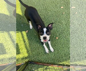 Jack Russell Terrier-Unknown Mix Dogs for adoption in Tempe , AZ, USA