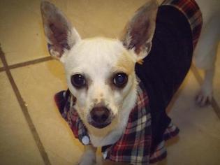 Chihuahua Dogs for adoption in Cochran, GA, USA