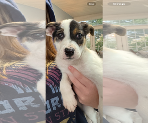 Mutt Dogs for adoption in Doylestown, PA, USA