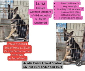 German Shepherd Dog Dogs for adoption in New Orleans, LA, USA