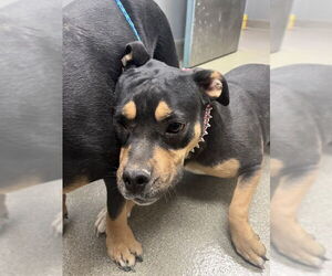 American Pit Bull Terrier-Unknown Mix Dogs for adoption in Las Vegas, NV, USA