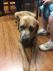 Mastiff Dogs for adoption in Hanover, PA, USA